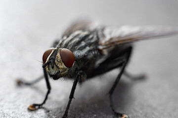 fly close up, close-up photo of a fly, a fly on metal.