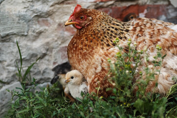 chicken with chickens, hen with chickens
