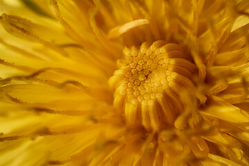 Yellow flower close-up