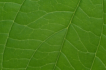 green leaf, leaf macro, green texture, leaf texture