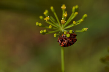 Red striped bedbug on a green branch of dill Graphosoma italicum, red and black striped stink bug, Pentatomidae.