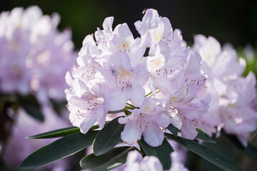 The white rhododendron  flowering  with pale pink and white flowers  in the sunny day with black background