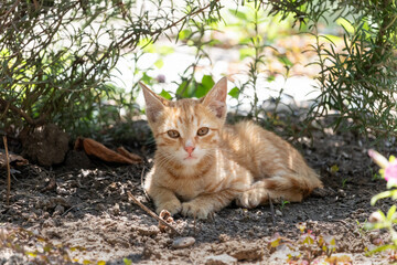Ginger kitten resting in the shade under a rosemary bush