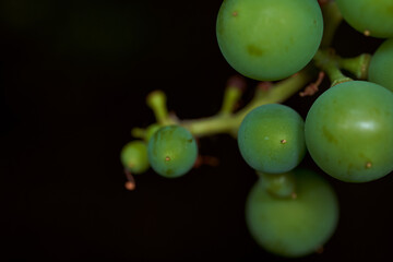 Unripe green grape fruits on a black background