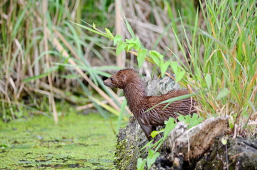 Naklejka na ściany i meble A wild American mink in a swamp in Ontario, Canada.