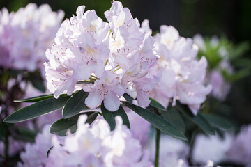 The white rhododendron  flowering  with pale pink and white flowers  in the sunny day with black background
