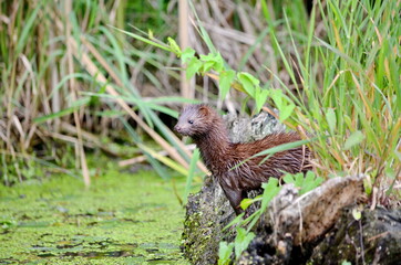 A wild American mink in a swamp in Ontario, Canada.