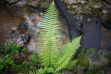 The green tree  on the rock in a forest