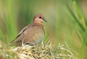 Closeup of a laughing dove , Bahrain