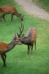 Deer’s park in Aarhus, Denmark, deer moving toward the camera, green background withs shade cast on the grass