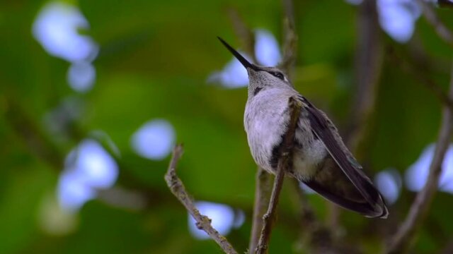 Hummingbird Sits in A Tree (5min)
