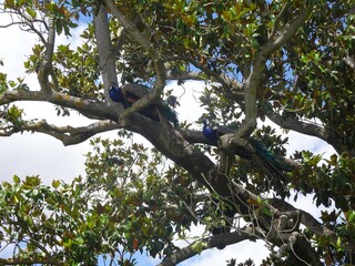 孔雀（スペイン）
