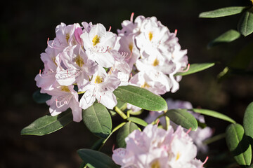The white rhododendron  flowering  with pale pink and white flowers  in the sunny day with black background