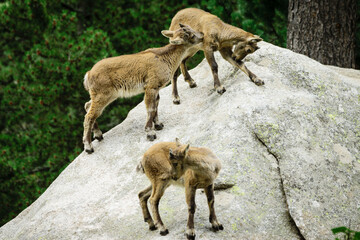 Ibice o cabra salvaje de los Alpes (Capra ibex) , Les Angles, pirineos catalanes, comarca de Capcir, Francia