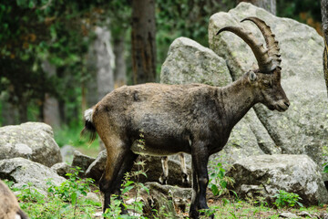 Ibice o cabra salvaje de los Alpes (Capra ibex) , Les Angles, pirineos catalanes, comarca de Capcir, Francia