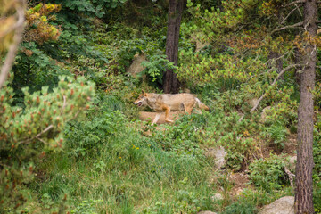 Naklejka na ściany i meble lobo (Canis lupus) , con pelaje de verano, Les Angles, pirineos catalanes, comarca de Capcir, Francia