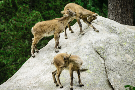 Ibice o cabra salvaje de los Alpes (Capra ibex) , Les Angles, pirineos catalanes, comarca de Capcir, Francia