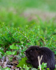 Little Coypu