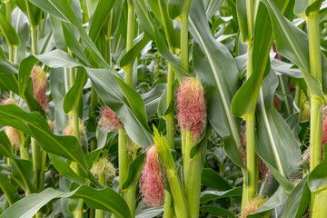 Closeup of cornfield with corn ear and silk growing on cornstalk. Concept of crop health,...