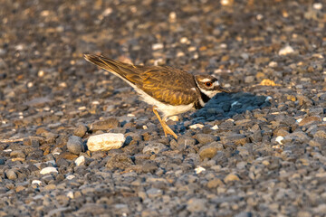 Killdeer (Charadrius vociferus) on the Watch