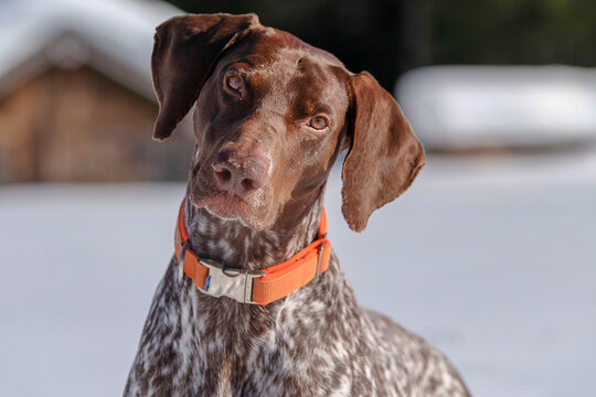 Flatcoat pointer brown on snow 