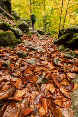 bosque de Bordes, valle de Valier -Riberot-, Parque Natural Regional de los Pirineos de Ariège, cordillera de los Pirineos, Francia