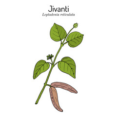 Jivanti leptadenia reticulata , medicinal plant