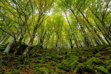 bosque de Bordes, valle de Valier -Riberot-, Parque Natural Regional de los Pirineos de Ariège, cordillera de los Pirineos, Francia
