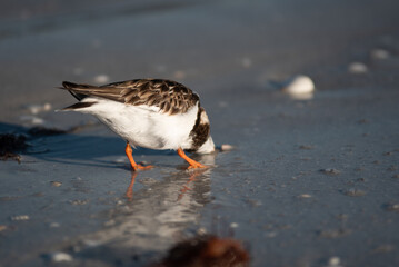 Sandpiper Bird Burying Its Head in the Sand