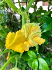 pumpkin in the garden