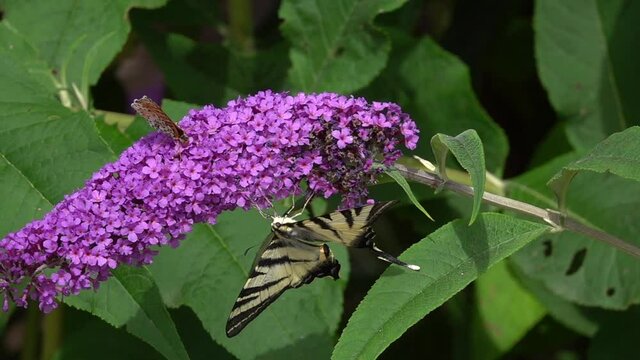 Segelfalter&nbsp;(Iphiclides podalirius) und Scheckenfalter
