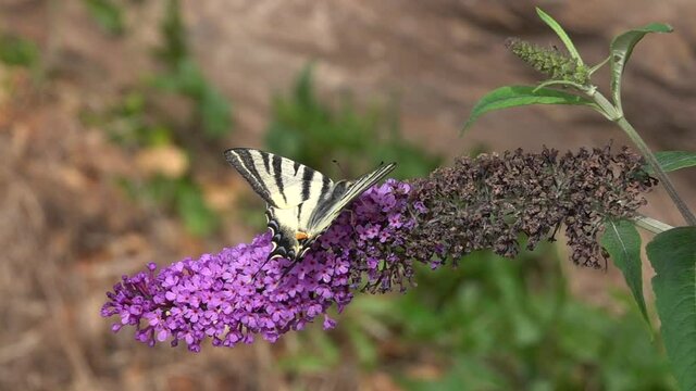 Segelfalter&nbsp;(Iphiclides podalirius) und Scheckenfalter