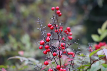 red berries, plants, macro photo, nature details, blurred background