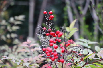 red berries, plants, macro photo, nature details, blurred background