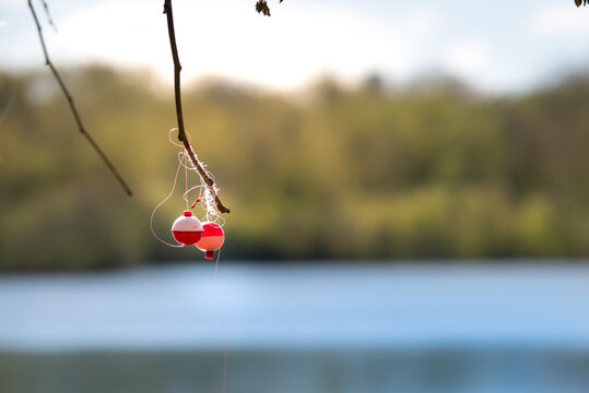 Fishing Bobbers Hanging from a Tree by the Lake