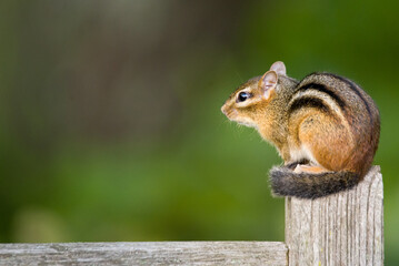 Cute Close up of Eastern Chipmunk Sitting on a Fence Post