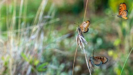 Butterfly in the wild (Common tiger butterfly)