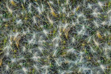 Natural background from dry spikelets of barley grass. Autumn wallpaper, texture effect, abstraction. Copy space. Hordeum jubatum