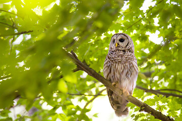 Northern Barred Owl Perched in a Tree Looking Away