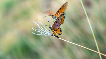 Butterfly in the wild (Common tiger butterfly)