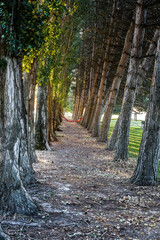 Poplar Conifer Alley at Potholes State Park, WA