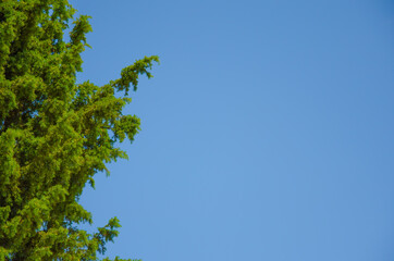 Obraz premium sky background. forest against the sky. sky banner