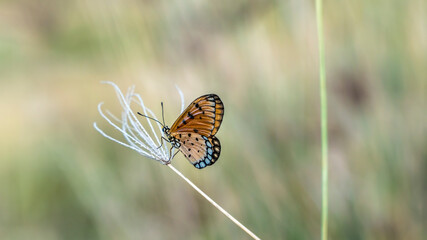 Butterfly in the wild (Common tiger butterfly)