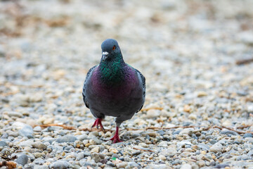 pigeon on the beach