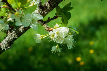 Apple tree flowers