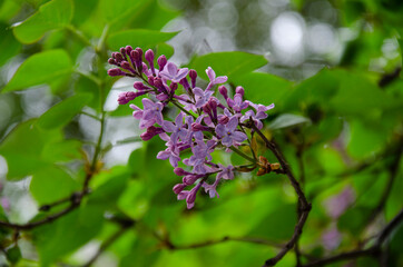 Beautiful floral photography. Violet lilac blooming. Spring nature flower background.