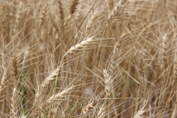 Detail of wheat