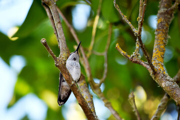 Hummingbird on Branch 04