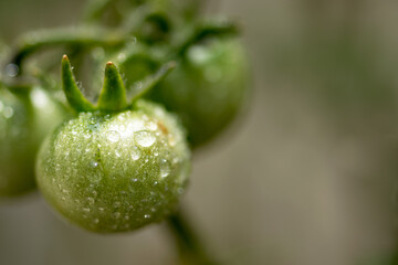 Take green tomato maro, with drops of dew. Urban garden concept.