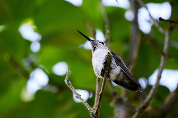 Hummingbird on Branch 06